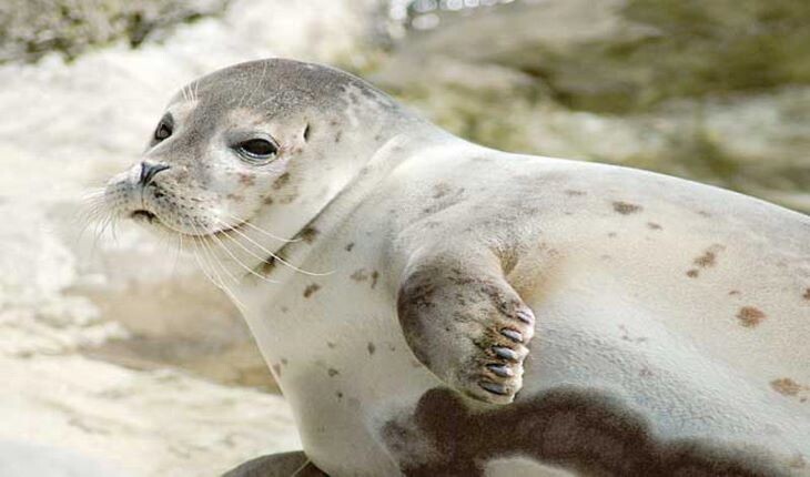 آشنایی با فک خزری