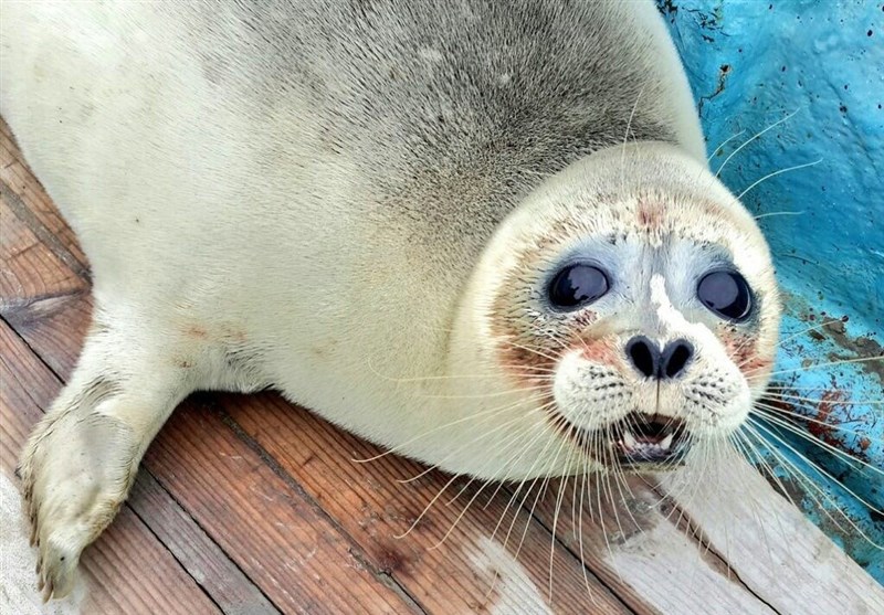 آشنایی با فک خزری