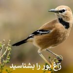زاغ بور
