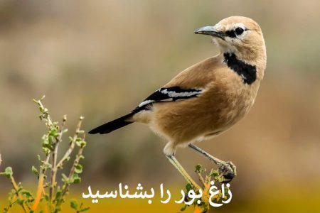 زاغ بور