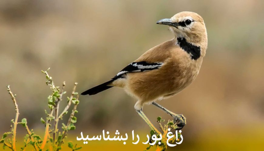 زاغ بور