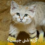 گربه شنی
