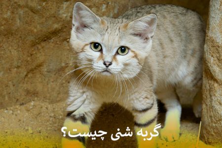 گربه شنی