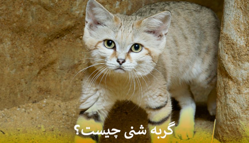 گربه شنی