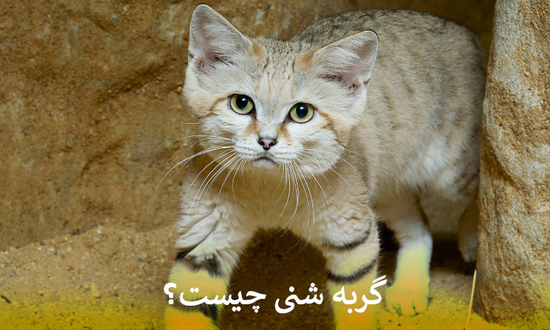 گربه شنی