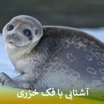 آشنایی با فک خزری