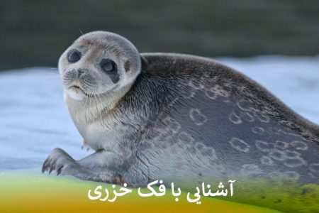 آشنایی با فک خزری