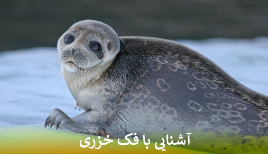 آشنایی با فک خزری