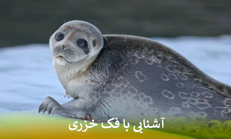 آشنایی با فک خزری